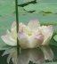 Aman